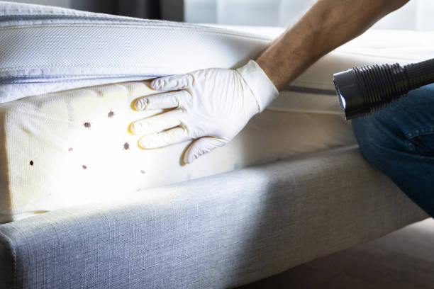 Best Flea Control Services  in Westminster, MD