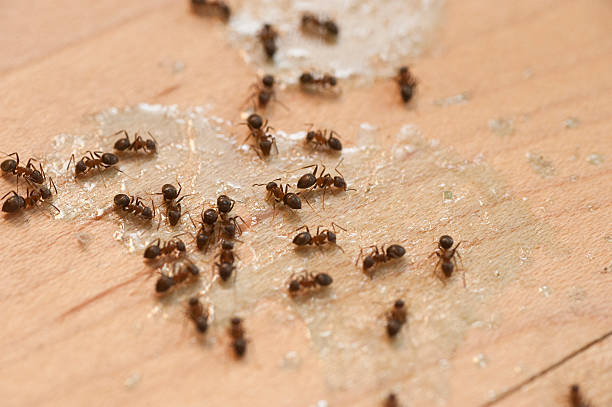 Best Best Pest Control Companies  in Westminster, MD